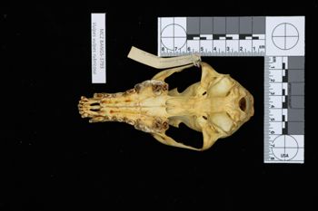 Media type: image;   Mammalogy BANGS-3793 Description: Image of skeleton specimen - ventral view. ventral view of skull.;
